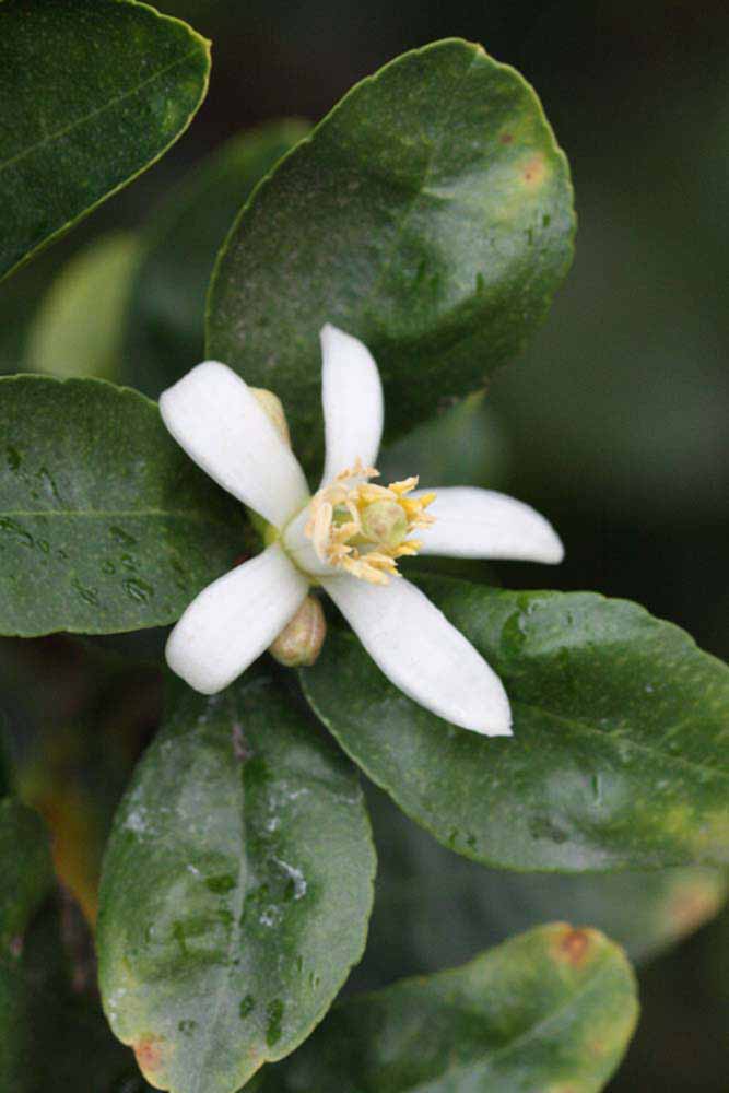            Flower (Egyptian, Riverside, CA)   